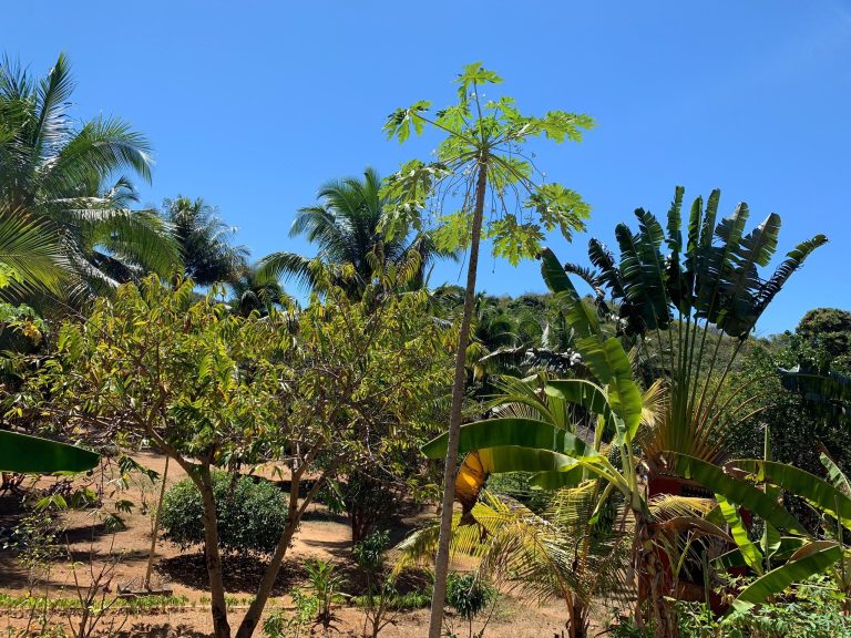 A fruiting papaya tree beside a fan-shaped traveller's palm in a Madagascar garden