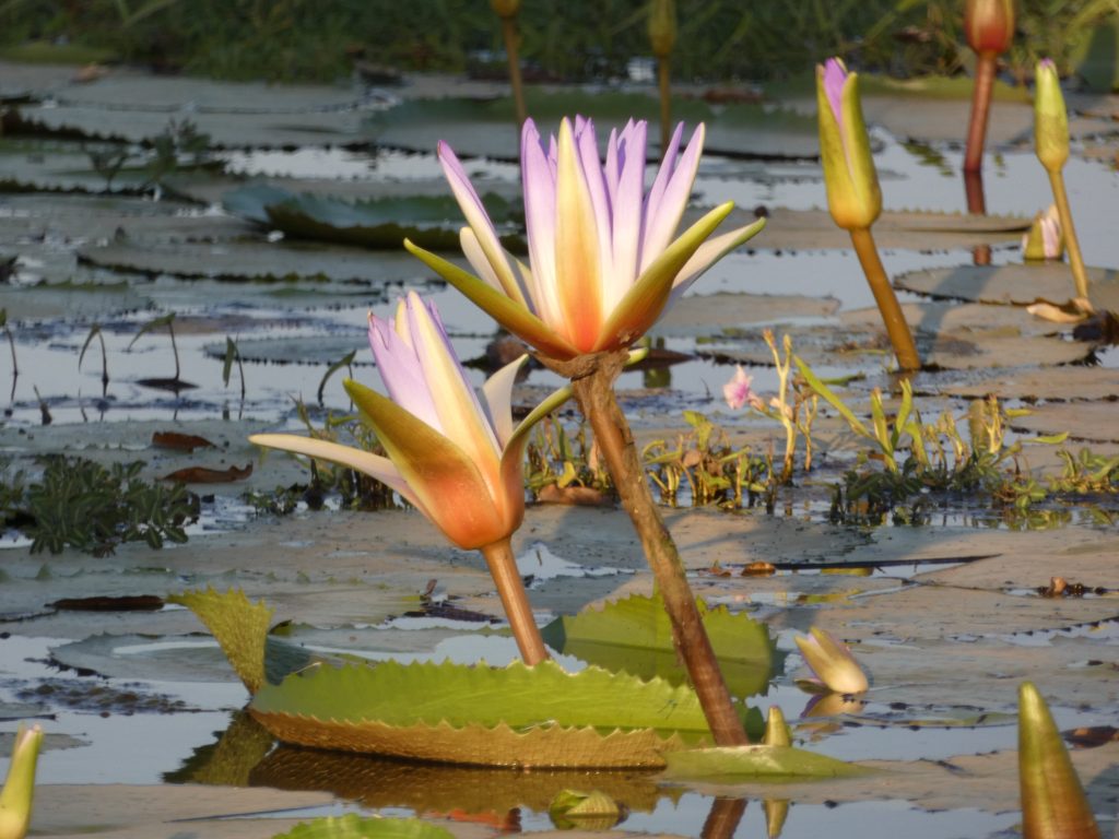 Purple water lilies in flower among floating green lily pads on a still Madagascar lake