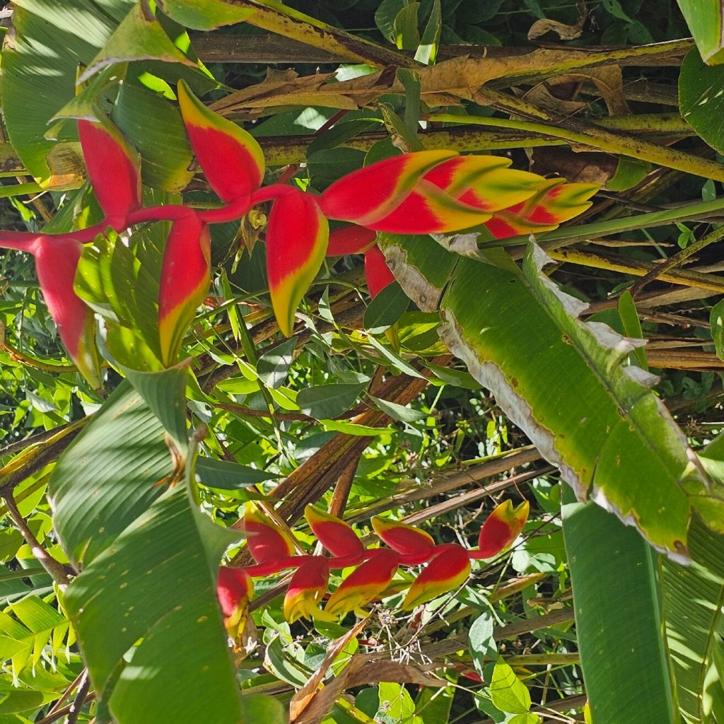 Bright red and yellow Heliconia bracts hanging in dense green jungle foliage
