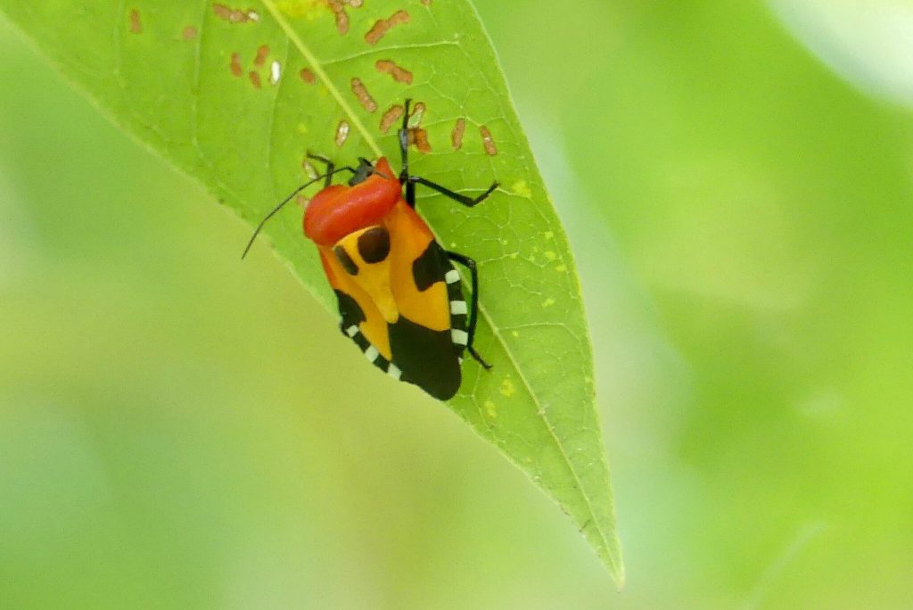 A boldly patterned red and yellow shield bug resting on a green leaf in the rainforest