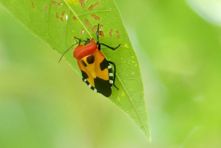 A boldly patterned red and yellow shield bug resting on a green leaf in the rainforest