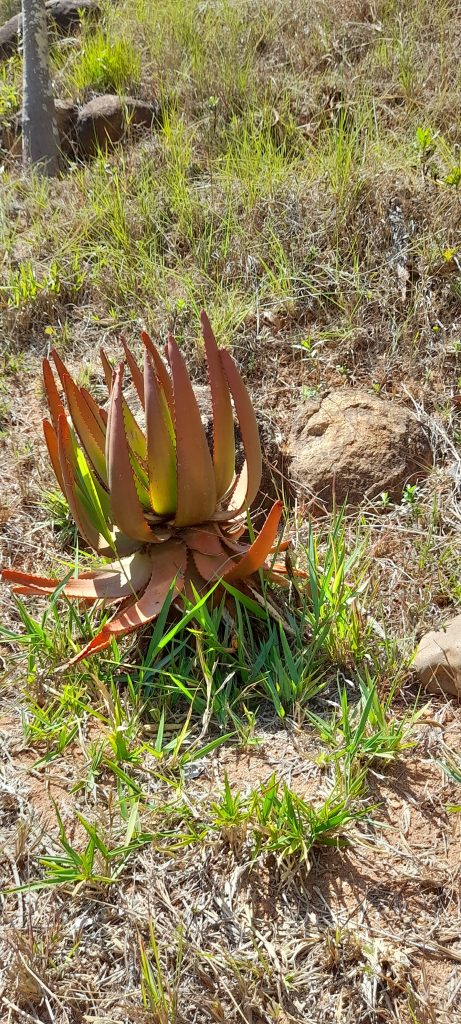 A red-tinged aloe rosette growing among sun-bleached dry grass in southern Madagascar
