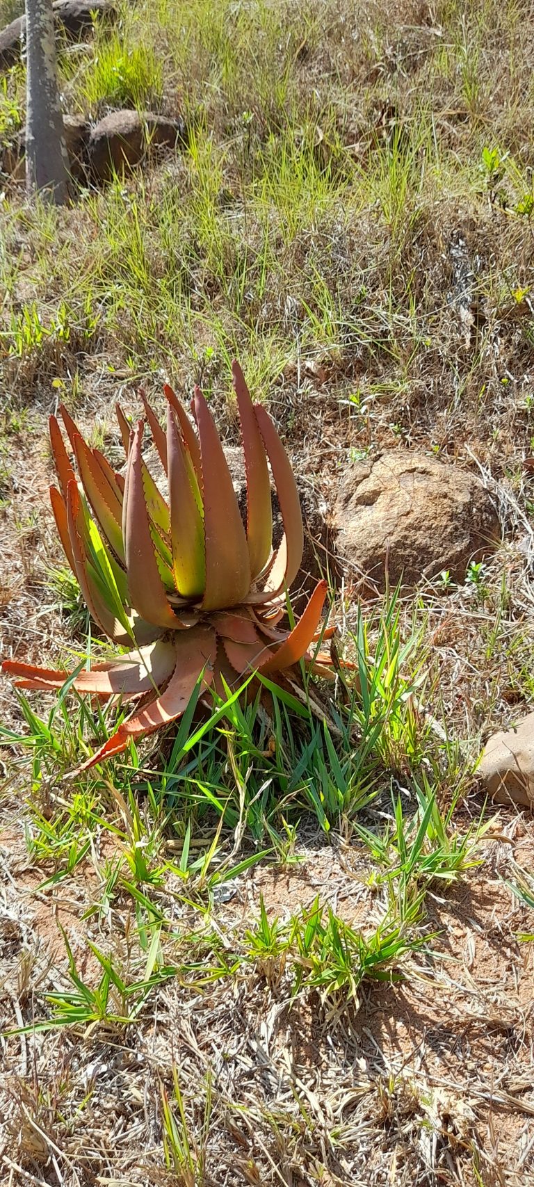 A red-tinged aloe rosette growing among sun-bleached dry grass in southern Madagascar