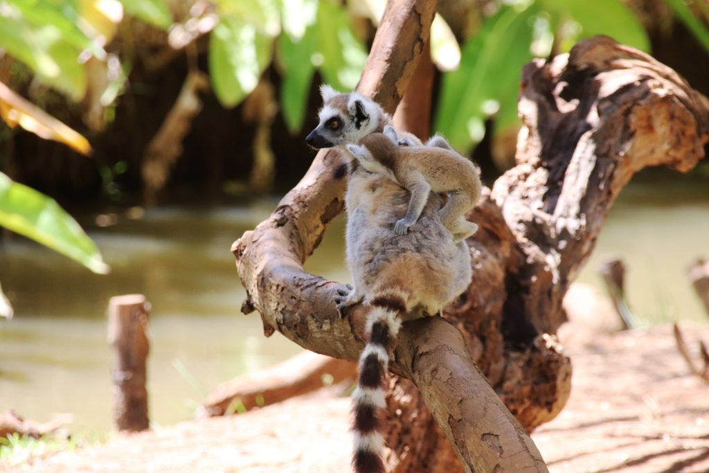 A ring-tailed lemur walking with its tiny baby riding jockey-style on its back