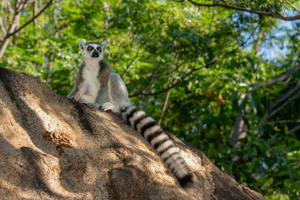 A ring-tailed lemur sitting upright on a large granite boulder, striped tail curled beside it