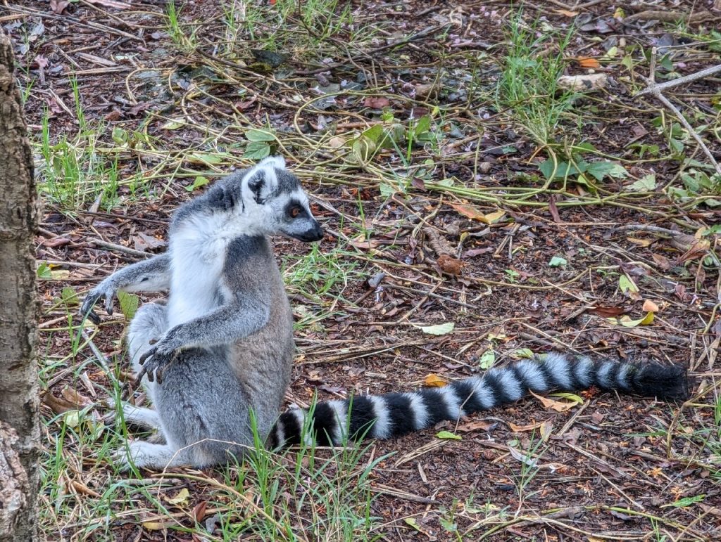 A ring-tailed lemur sitting on dry leaf litter with its long banded tail stretched out behind