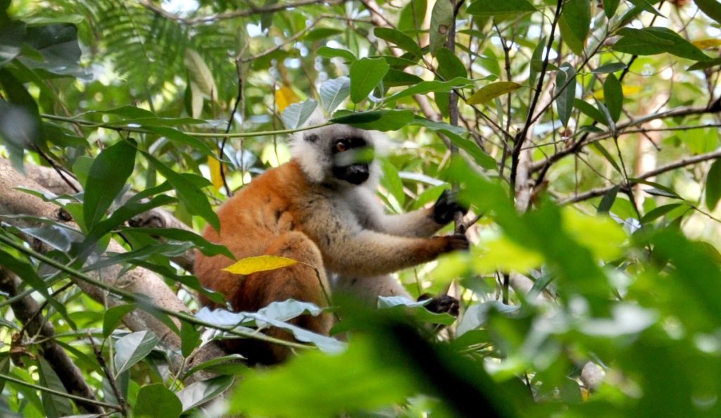 A rufous-brown female black lemur half hidden among green leaves in the canopy