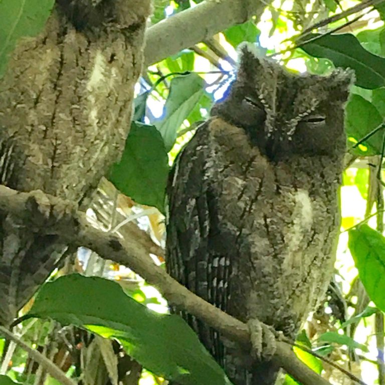 A Madagascar scops owl roosting flat against bark, its mottled plumage almost indistinguishable from the trunk