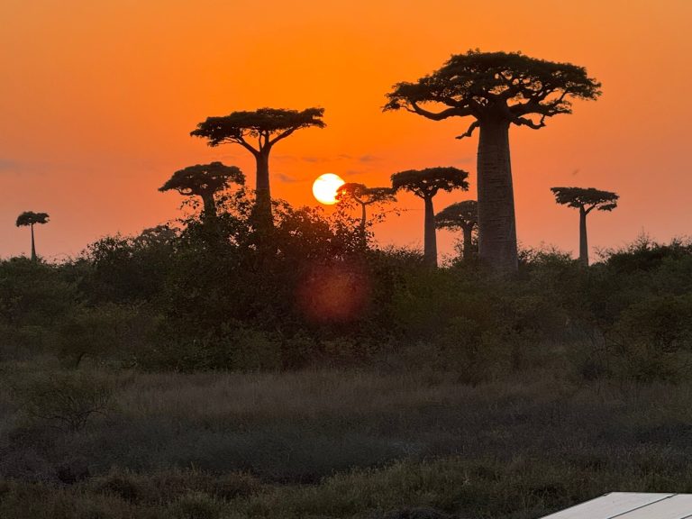 The setting sun dropping between two Baobab trees above open scrubland