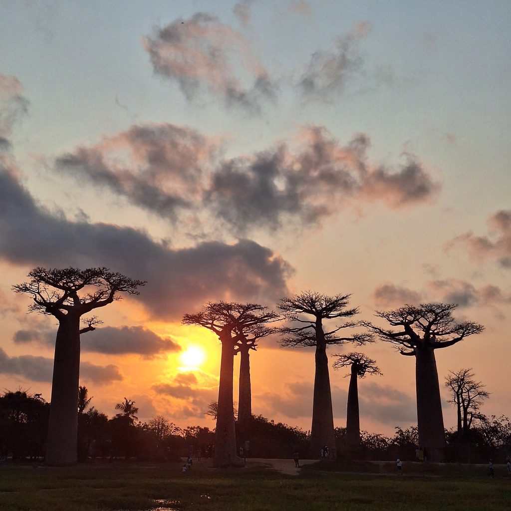 The low sun glowing in the narrow gap between two massive Baobab trunks