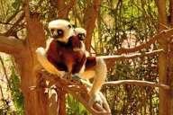 A Sifaka mother sitting in dry deciduous forest with her infant pressed against her chest