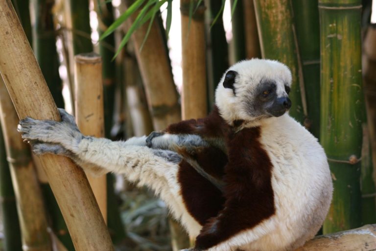 A Sifaka reaching one long arm across to grip a nearby bamboo stem