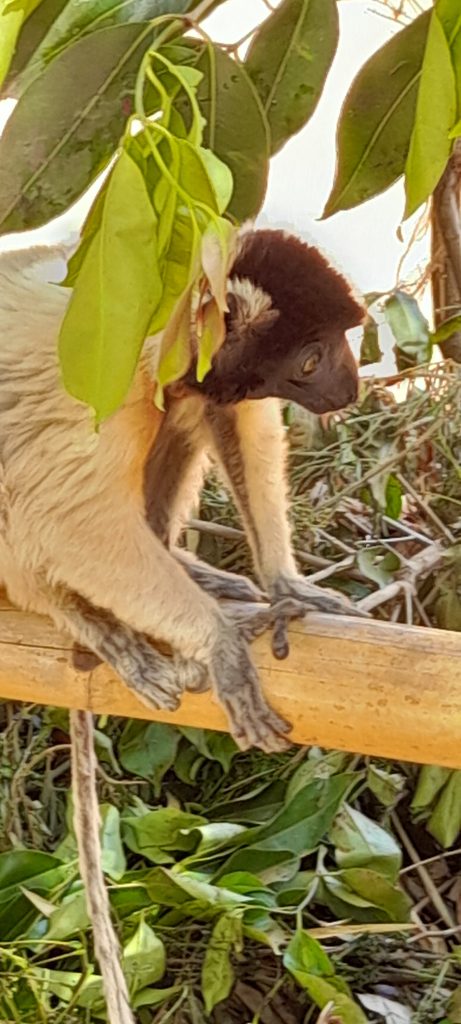 A Sifaka with a dark chocolate cap sitting on a wooden rail beside a forest path