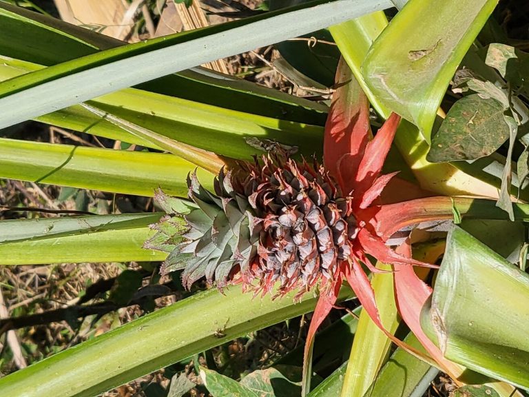 A small wild pineapple fruit topped with a vivid red bract growing in the undergrowth