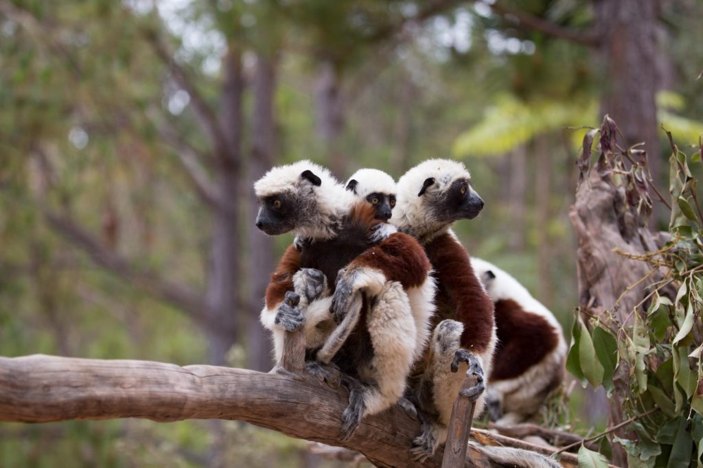 Three Coquerel's Sifakas pressed together along a single branch, watching the forest below
