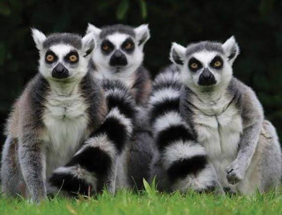 Three ring-tailed lemurs sitting side by side and staring directly at the camera