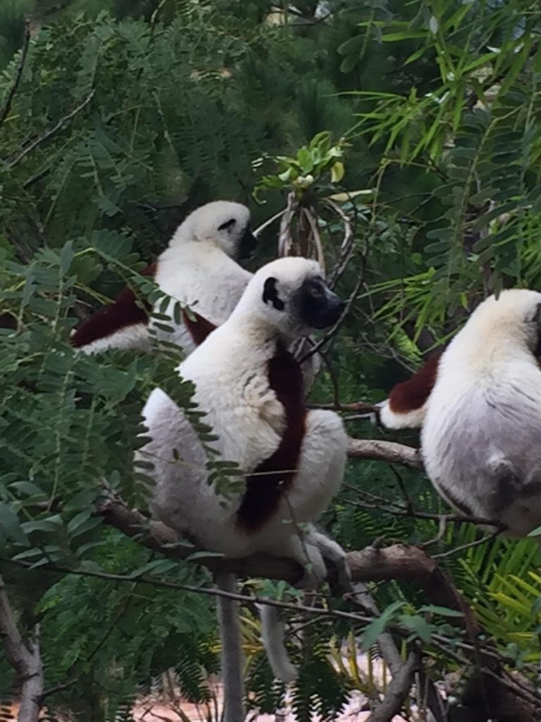 Three Sifakas perched among the fine feathery leaves of an acacia canopy
