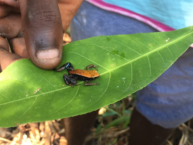 A tiny orange and black Madagascan frog sitting on a wet green leaf