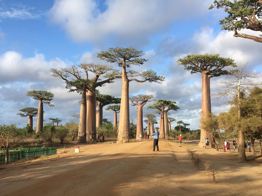 Visitors raising their cameras to photograph the Avenue of the Baobabs at golden hour