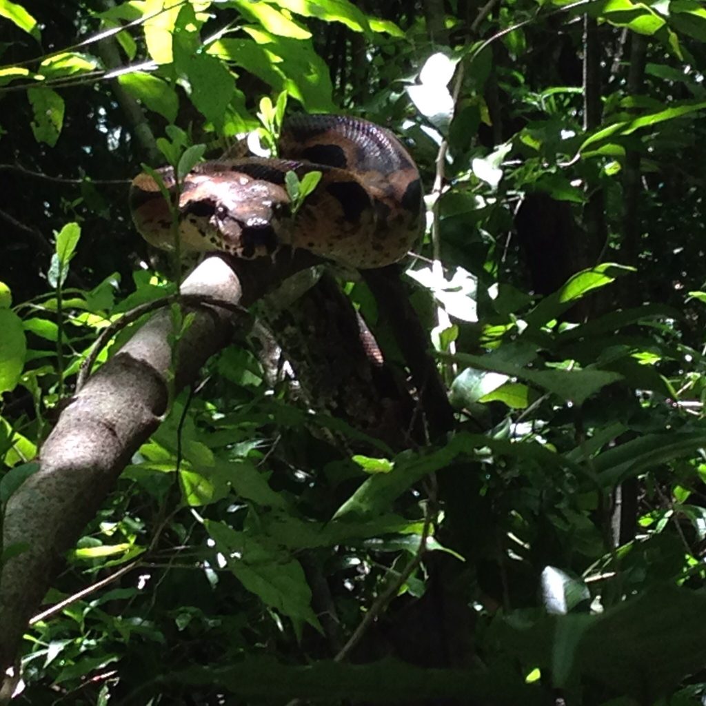 A Madagascar tree boa coiled around a branch in the sunlit forest canopy