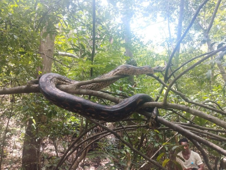 A tree boa coiled on a low branch directly above a local guide pointing it out
