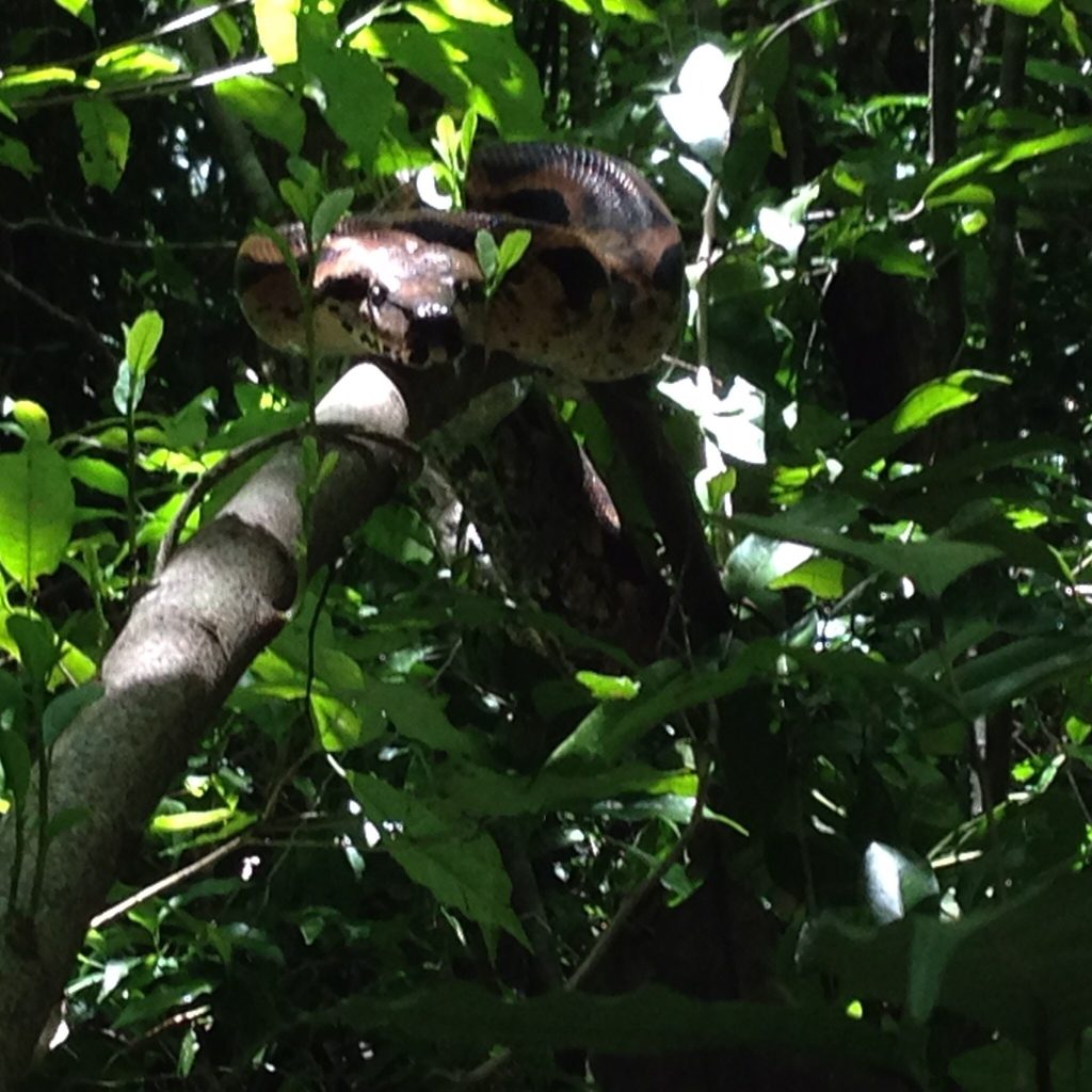 Close-up of a tree boa's head and heavy coils draped over a forest branch