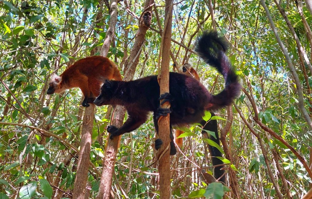 A male and female black lemur climbing neighbouring saplings in the forest understorey