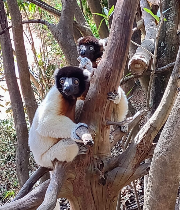 Two crowned Sifakas clinging upright to the fork of a tree, tails hanging below