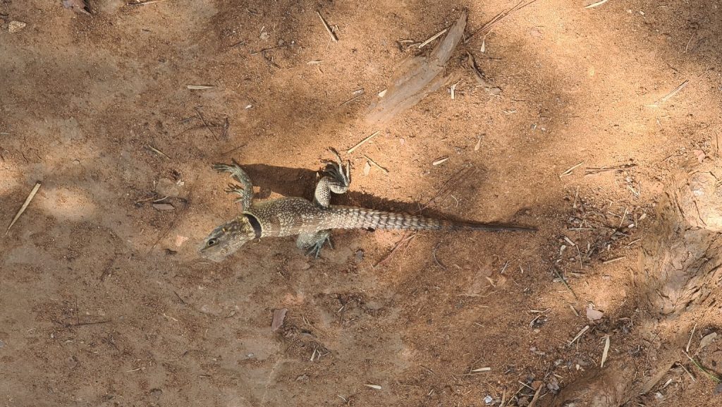 A pair of lizards basking side by side on warm red sandy ground