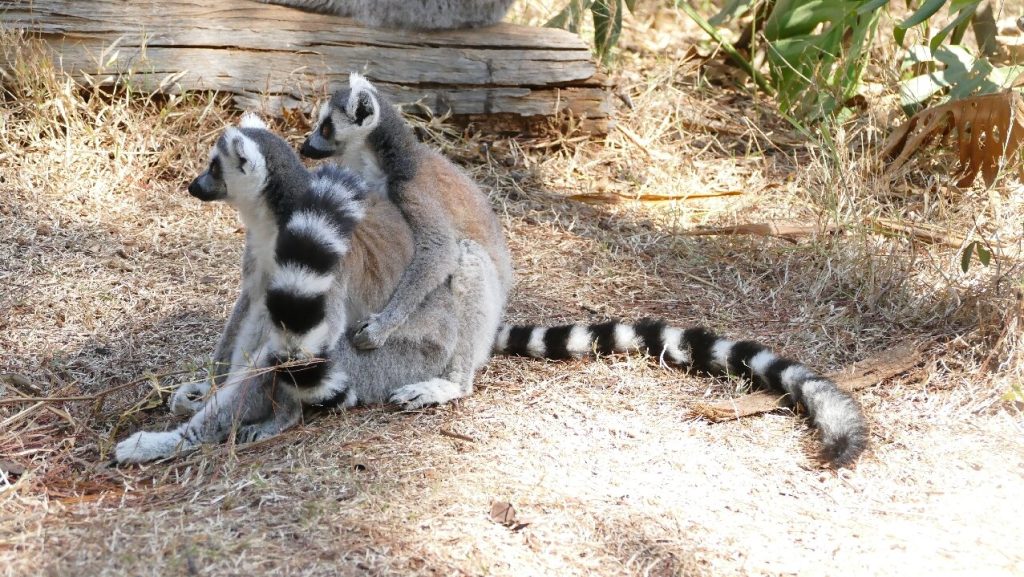 Two ring-tailed lemurs sitting upright in tall dry grass, tails curled around them