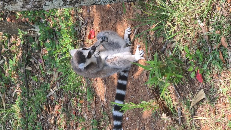 Two young ring-tailed lemurs play-wrestling on bare red earth