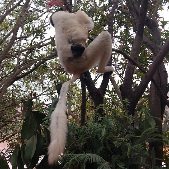 A white Sifaka climbing a slender tree trunk, its long tail trailing behind