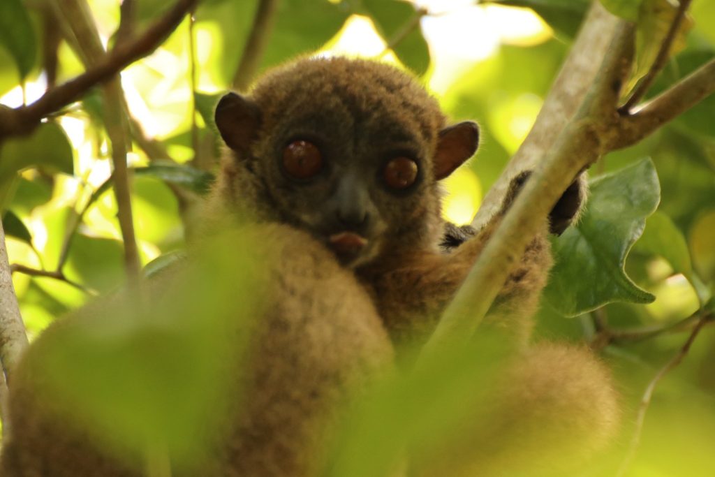 A wide-eyed nocturnal lemur blinking in sunlit foliage at the edge of its daytime roost